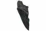 Partial Fossil Megalodon Tooth - Serrated Edge #300128-1